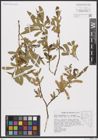 Foto von Salix bonplandiana sp. laevigata